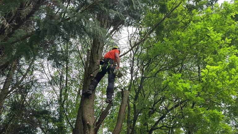 Cottonwood Shores, TX Tree Removal and Landscaping Services Company